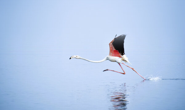 flamingo flamingos flamingoes wading bird take off flying