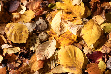 background is fallen autumn leaves, the seasonal backdrop of October fall