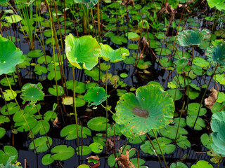 Water Garden with Lotus and Lilies - Calm Nature Background.