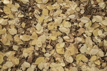 background is fallen autumn leaves, the seasonal backdrop of October fall