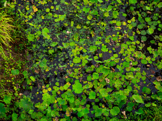 Water Garden with Lotus and Lilies - Calm Nature Background.
