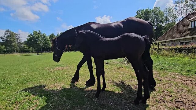 Frisian thoroughbred with her foal in the meadow in summer in  the Netherlands