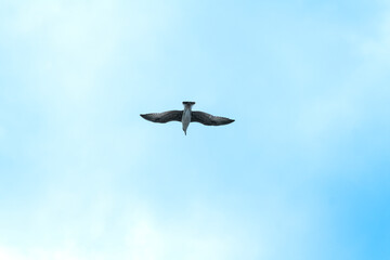 A young herring gull flying among the white clouds