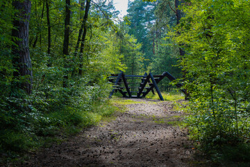 Unique wooden bench designed in the shape of a spider, placed along a sunlit forest path surrounded...