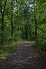 Fototapeta premium A peaceful dirt path winds through a sunlit pine forest with tall, straight trees and lush green undergrowth, creating a serene and inviting natural scene.