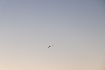 Obraz premium Two seagulls glide gracefully through the pastel hues of the evening sky, embodying freedom and serenity.