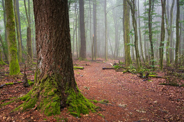 Wilderness at Hunsrück‑Hochwald, Germany