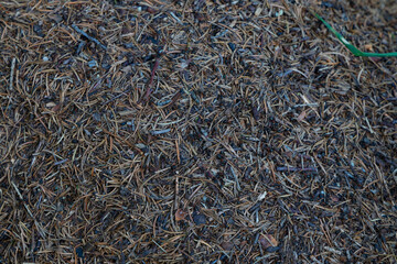  Detailed close-up of an ant hill in a pine forest, covered with dry pine needles, twigs, and soil,...