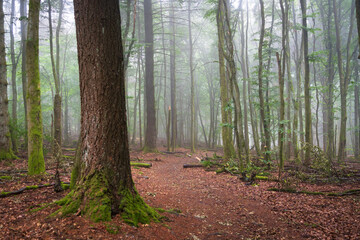 Naklejka premium Wilderness at Hunsrück‑Hochwald, Germany