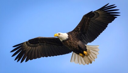 Naklejka premium Majestic eagle soaring high