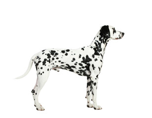 Side Profile of Dalmatian Dog Looking Up, Standing Pose, Isolated on White