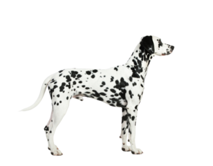 Side Profile of Dalmatian Dog Looking Up, Standing Pose, Isolated on White