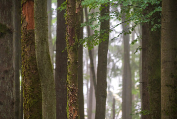 Wilderness at Hunsrück‑Hochwald, Germany