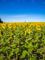 A field of bright sunflowers under a clear blue sky on a sunny summer day.
