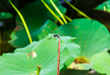 Dragonfly Resting on Lotus Leaf in Summer Pond
