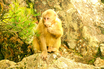 Wild Monkey in Huangshan Mountains, China