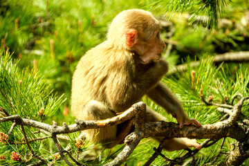 Wild Monkey in Huangshan Mountains, China