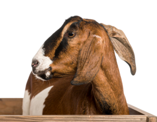  Front-Facing Toggenburg Goat with Head Slightly Tilted, Calm Expression, White Background