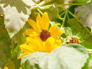 Beautiful sunflower in the garden