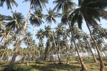 Obraz premium Coconut palms against the sky, tropical summer landscape, view from a southern vacation on the island