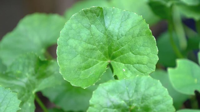 Close-up of Gotu Kola leaves