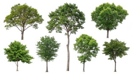 Collection of Lush Green Trees Isolated on White Background