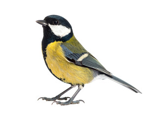 Obraz premium Great Tit Bird Standing with Head Tilted Up, Side View, Isolated on White