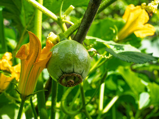 Beautiful yellow flower and unripe pumpkin growing. Detail of gourd plant in blossom in homemade garden, surrounded by leaves. Organic farming, healthy food, BIO viands, back to nature concept.