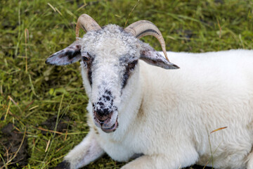 Close-up Portrait of a White Sheep