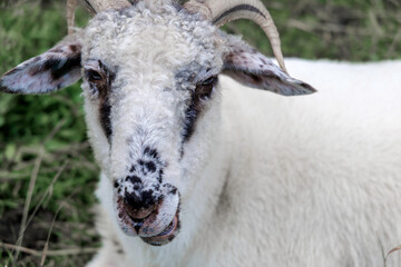  Close-up Portrait of a White Sheep