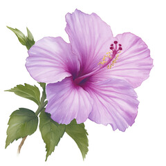 Beautiful Pink Hibiscus Flower with Green Leaves and Detail isolated on transparent background.