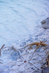 Dried Wood Fragment on Salt Flat Terrain. Textural Study of Weathered Driftwood Against Crystal...