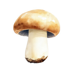 Realistic Watercolor Illustration of Delicious Edible Mushroom isolated on transparent background.