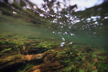 underwater photo of a swamp, dark green swamp water view of an ecosystem from underwater