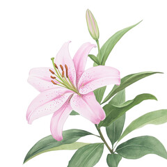 Beautiful Pink Lily Flower with Green Leaves isolated on transparent background.