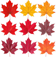 Colorful Maple Leaves Display with Vibrant Autumn Hues and Shades isolated on transparent background.