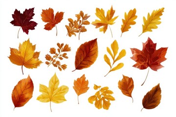 Vibrant autumn falling leaves in vector silhouette showcasing the beauty of maple and various foliage types during the transition of seasons