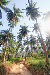 Obraz premium Coconut palms against the sky, tropical summer landscape, view from a southern vacation on the island