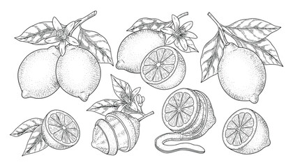 Lemon Fruit Illustration Collection, Floral Ornament, Black and White, Vintage Style, Vector Illustration