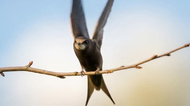 Swift Bird Flight Sequence on Branch Against Blue Sky Background - Wildlife