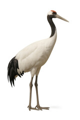 Obraz premium Red-crowned crane standing gracefully on transparent background