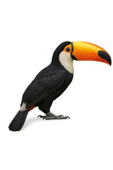 Naklejka premium Toco toucan standing with transparent background, profile view