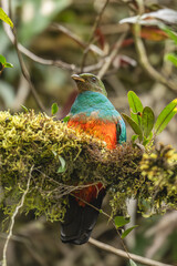 Collared Trogon - Trogon collaris, beautiful colored bird from Andean slopes of South America,...