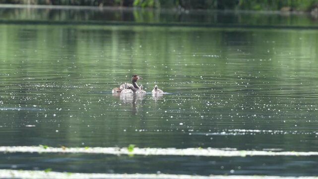 A Great Crested Grebe Giving Her Chicks a Piggyback Ride