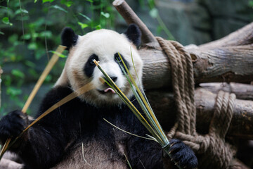 Fototapeta premium Giant panda eat bamboo in chengdu, china