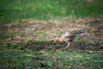 Chickens are foraging in the green grass.