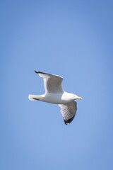 European Herring Gull Flying in the sky