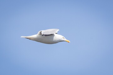 European Herring Gull Flying in the sky