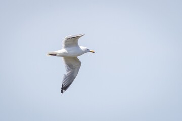 European Herring Gull Flying in the sky