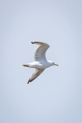 European Herring Gull Flying in the sky